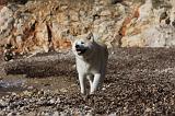 AKITA INU 258